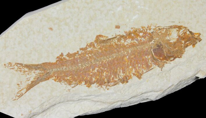 Detailed Fossil Fish (Knightia) - Wyoming #120380